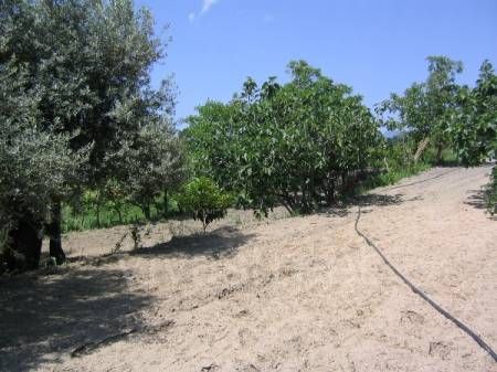 Valore terreni agricoli ai fini isee