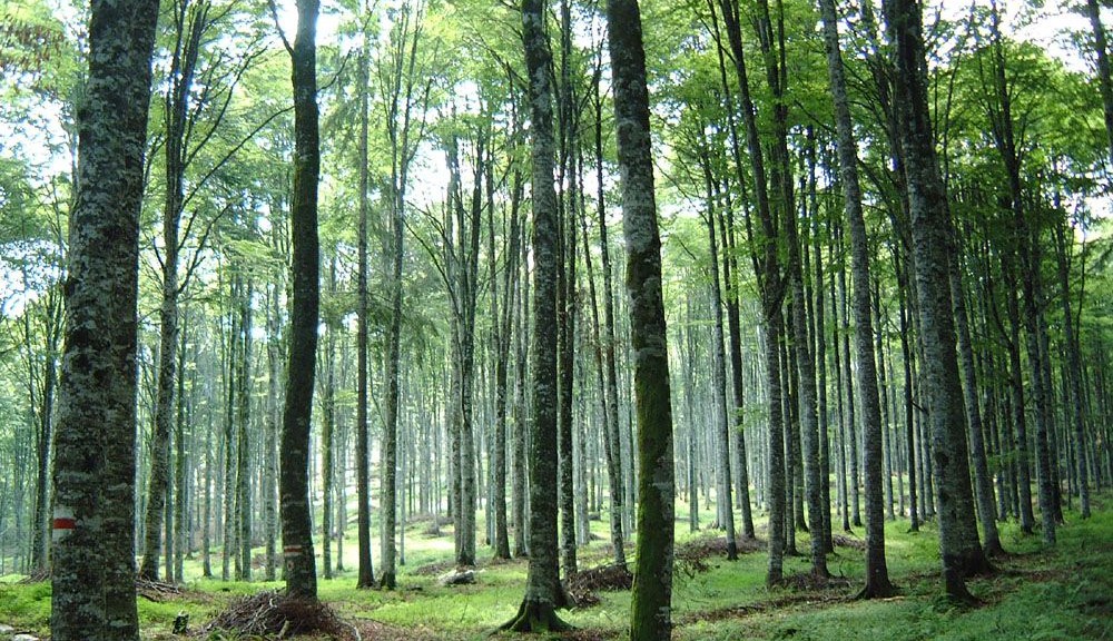 wpid-8742_foresta.jpg